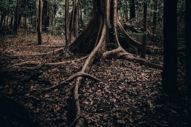 Der Amazonas Regenwald