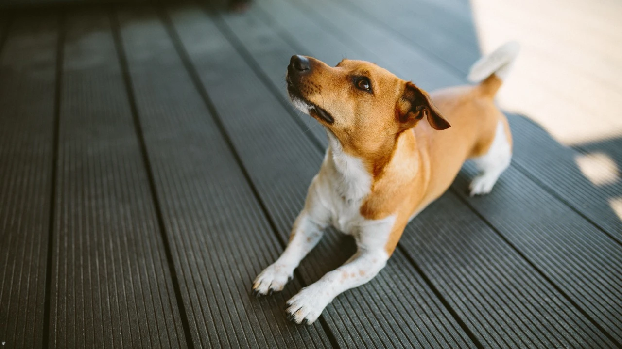 Was tun, wenn dein Hund die Terrasse als Wildbahn entdeckt?