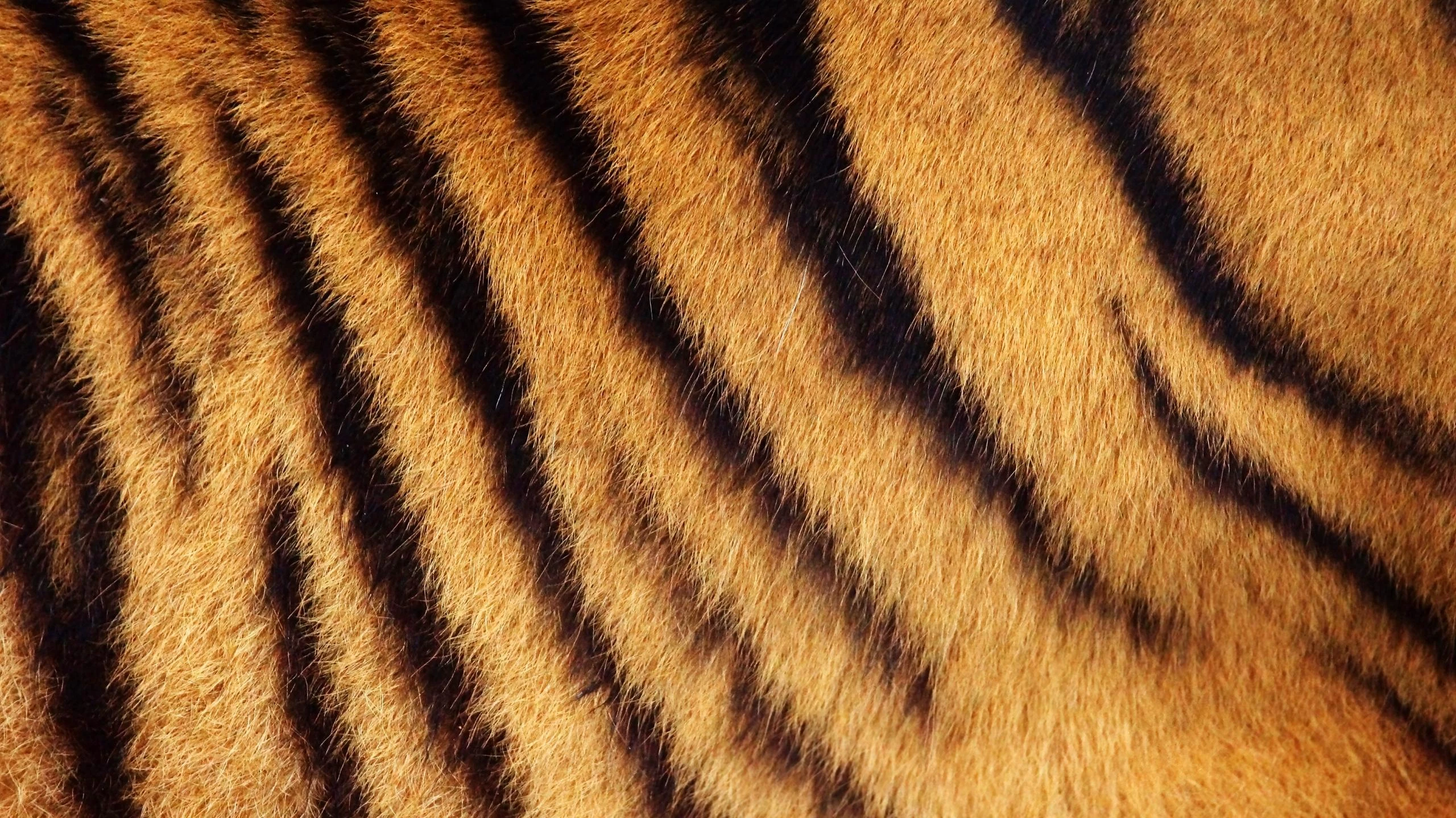 Safari at home – 3 Trendparkette im coolen Streifenlook